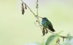 Colibri cyanotus