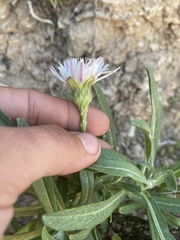 Malacothrix saxatilis saxatilis