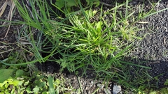 Cyperus sphacelatus