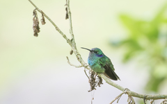 Colibri cyanotus