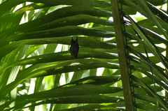 Cyttarops alecto