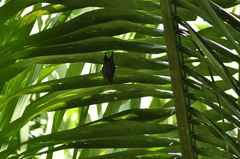 Cyttarops alecto