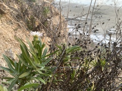 Malacothrix saxatilis saxatilis