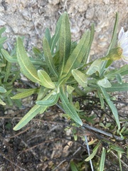 Malacothrix saxatilis saxatilis