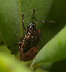 Elasmostethus nubilus