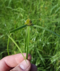 Cyperus aromaticus