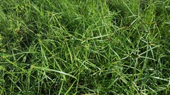 Cyperus aromaticus