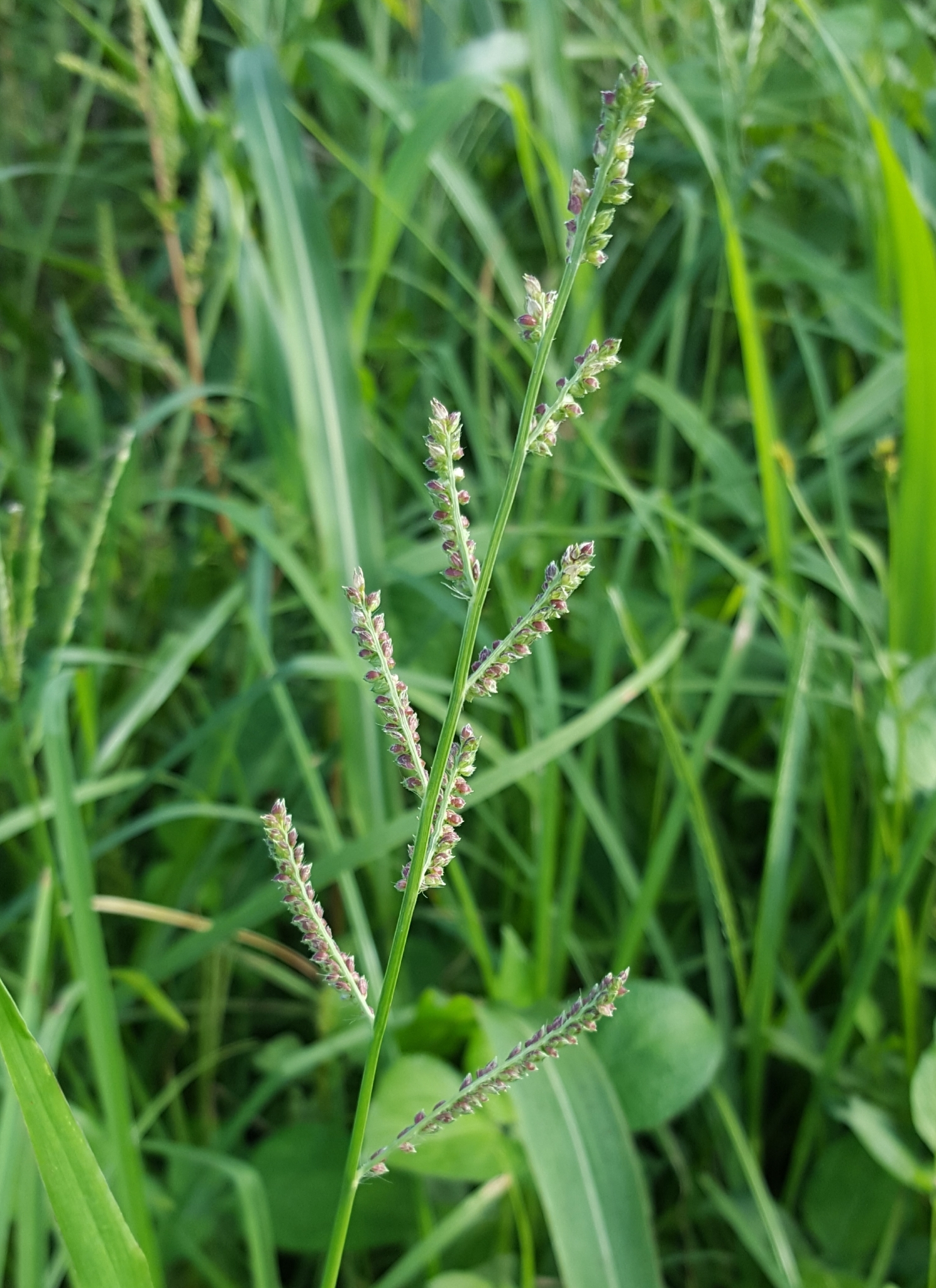(c) François Rousseu, certains droits réservés (CC BY-NC) https://www.inaturalist.org/observations/105111354