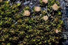 Baccharis caespitosa