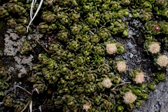 Baccharis caespitosa