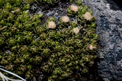 Baccharis caespitosa