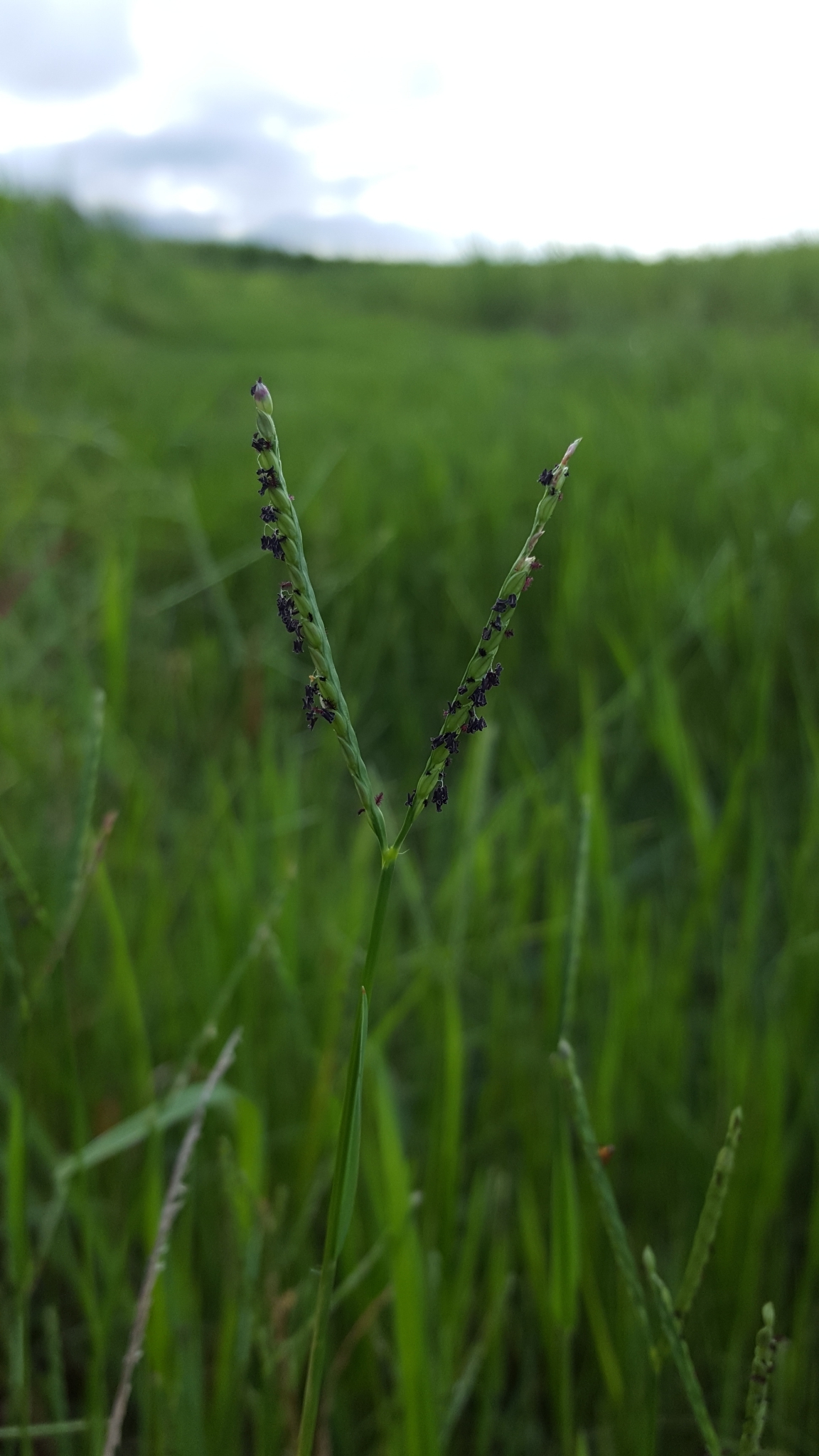(c) François Rousseu, certains droits réservés (CC BY-NC) https://www.inaturalist.org/observations/105111400
