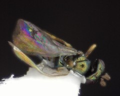 Gastrancistrus