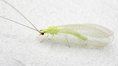 Ceraeochrysa lineaticornis