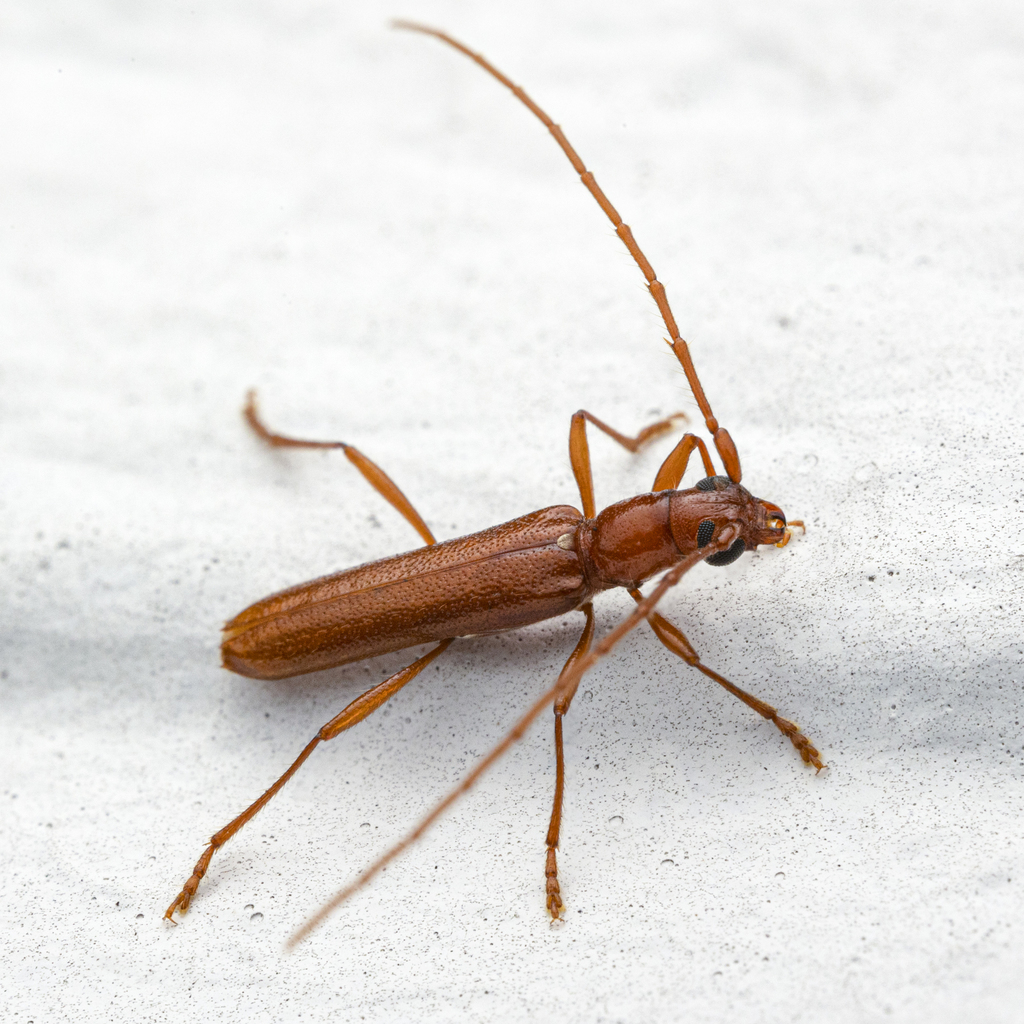 Branch Pruner Beetle