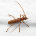 Branch Pruner Beetle - Photo (c) solomon hendrix, some rights reserved (CC BY-NC), uploaded by solomon hendrix