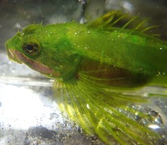 Clinocottus acuticeps