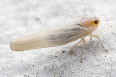 Neocenchrea heidemanni