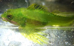 Clinocottus acuticeps