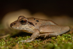 Craugastor crassidigitus