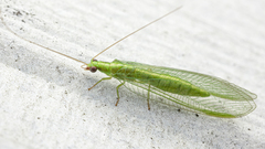 Chrysoperla harrisii