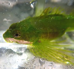 Clinocottus acuticeps