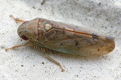 Ponana quadralaba