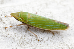 Draeculacephala robinsoni