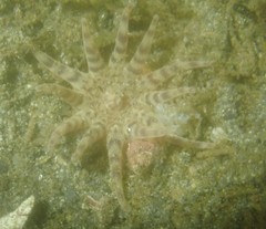 Peachia quinquecapitata