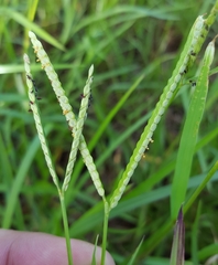 Paspalum distichum image