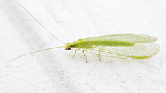 Chrysoperla harrisii