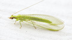 Chrysoperla harrisii