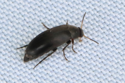 Anaspis frontalis nuotrauka
