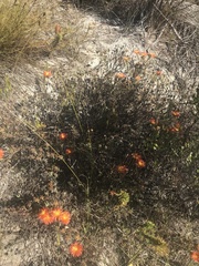 Lampranthus glaucoides