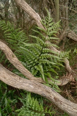 Asplenium lyallii
