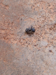 Cephalotes pusillus