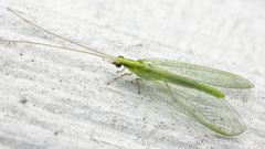 Chrysoperla harrisii