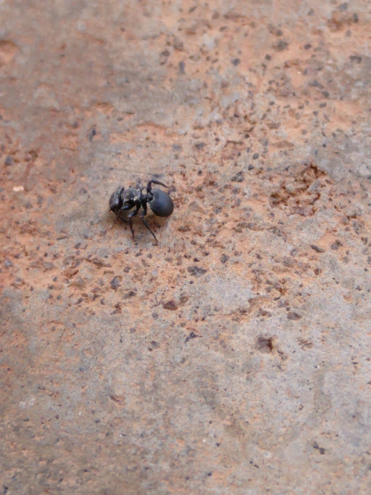 Cephalotes pusillus (Klug, 1824)