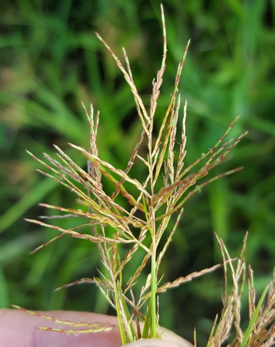 Mariscus longibracteatus image