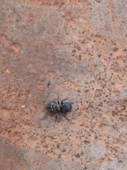 Cephalotes pusillus