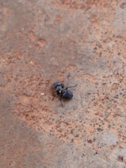 Cephalotes pusillus