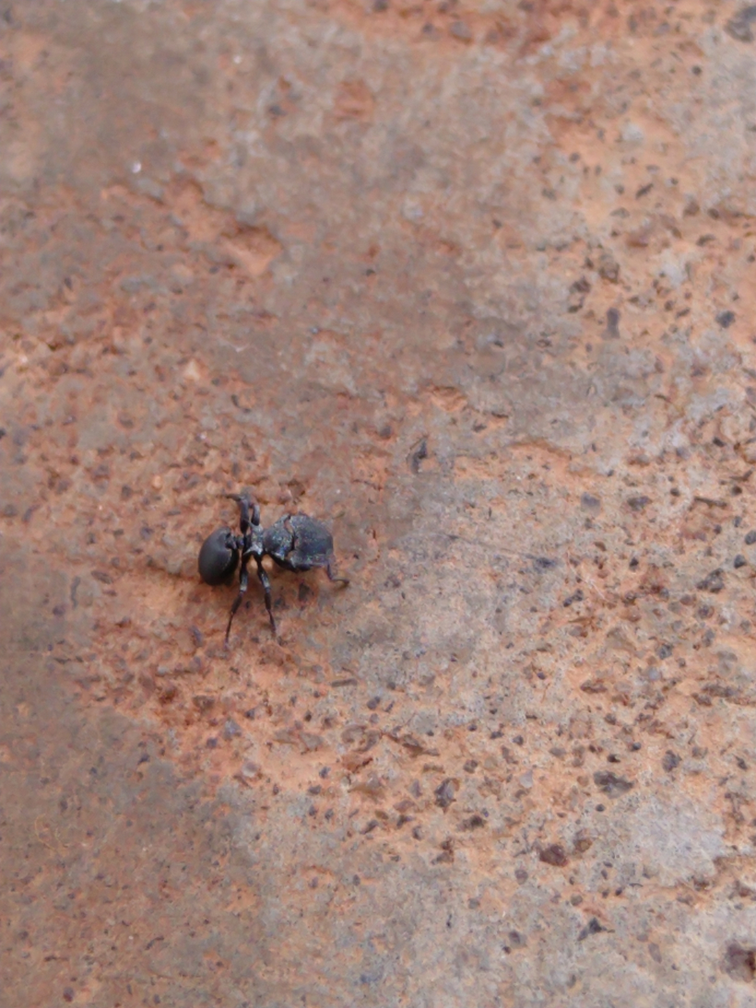 Cephalotes Pusillus (klug, 1824)