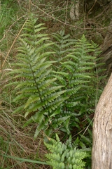 Asplenium lyallii