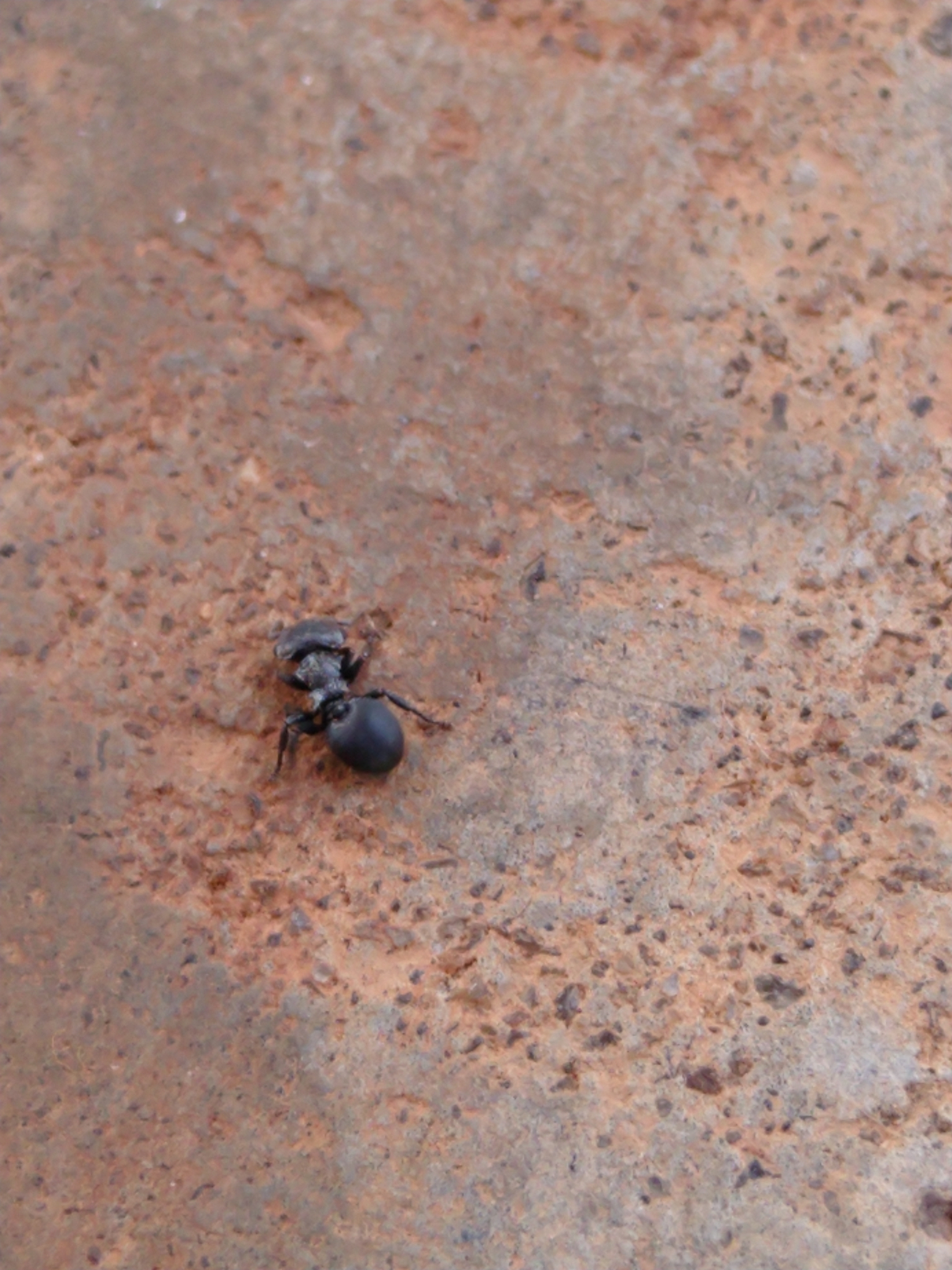 Cephalotes pusillus (Klug, 1824)