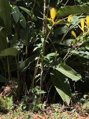 Heliconia lankesteri