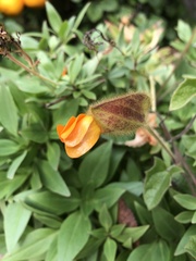 Thunbergia gregorii
