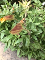 Thunbergia gregorii
