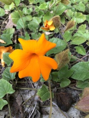 Thunbergia gregorii