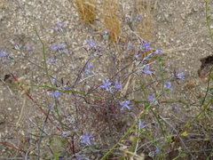 Eriastrum eremicum eremicum