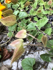 Thunbergia gregorii